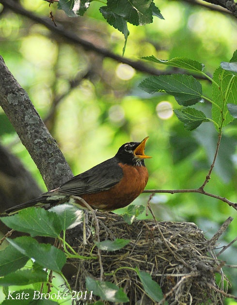 Robin on nest, Copyright 2011 Kate Brooke