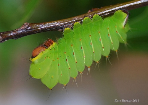 Polypheums moth caterpillar.  Copyright 2011 Kate Brooke.