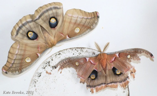 Female and male polyphemus moths, the male with tattered wings.  Copyright 2011 Kate Brooke.